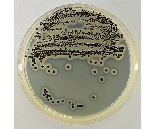 63-6526-80　BD BBL (TM) Baird Parker Agar Medium 20 sheets　252486
