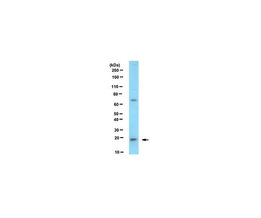 62-8461-87　［Discontinued］Anti-Centrin-3 Antibody　ABE481