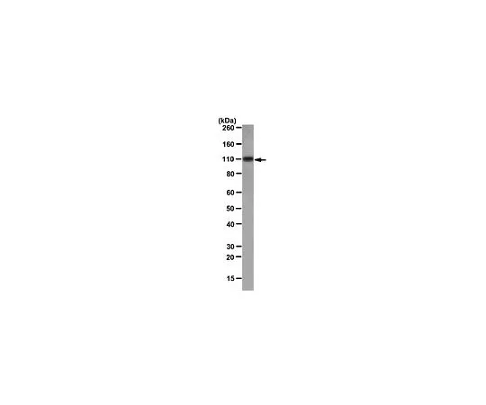 62-8509-07　［Discontinued］Anti-CYLD, clone 16A1; 100 μg　MABF108