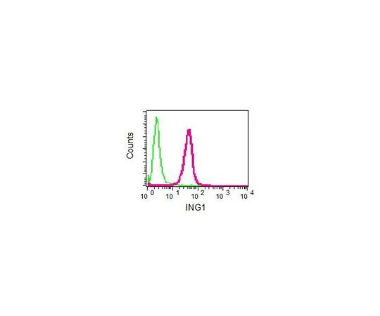 62-8503-28　［Discontinued］Anti-ING1, clone EPR6788, Rabbit Monoclonal　MABC777