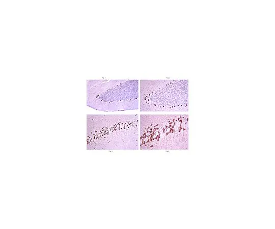 62-8455-19　［Discontinued］Anti-Zic2; 100 μg　AB15392