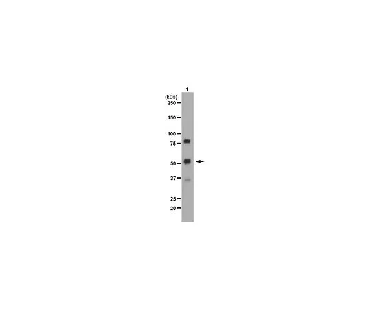 62-8382-56　［Discontinued］Anti-POPDC2; 100 μg　06-1007