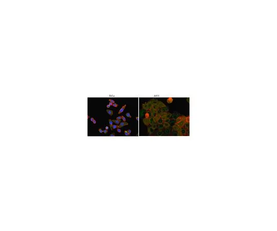 62-8521-97　［Discontinued］Anti-GSK-3 alpha/beta, clone 12B11.1; 100 μL　MABS77