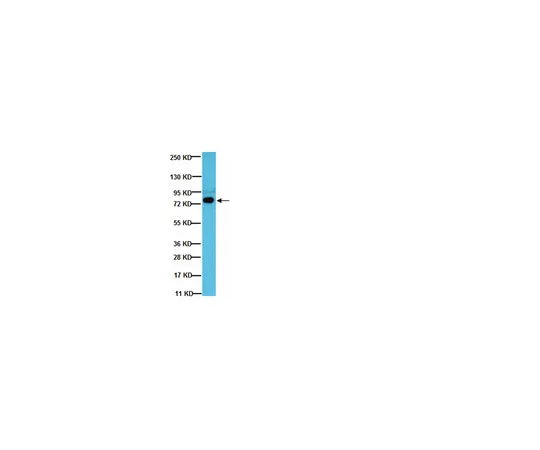 62-8374-91　［Discontinued］Anti-SLP-76, clone AS55; 100 μg　05-1426