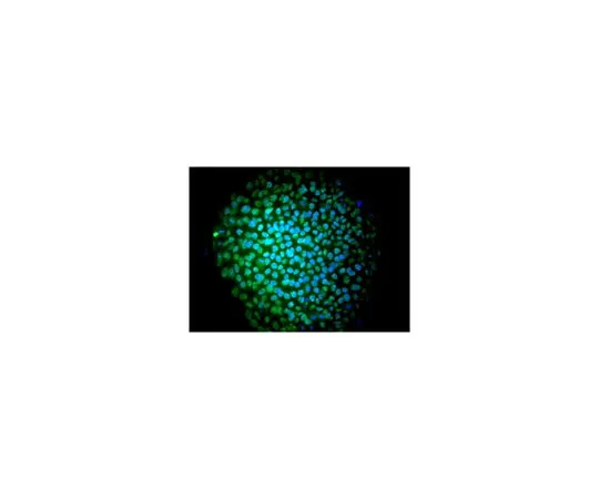 62-8496-79　［Discontinued］Anti-Oct-4, clone 10H11.2, Alexa Fluor(R) 488 conjugate　MAB4401A4