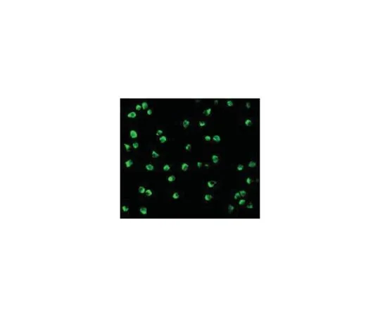 62-8473-89　［Discontinued］Anti-Nudel　ABT408
