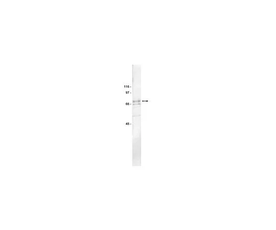 62-8384-27　［Discontinued］Anti-PKC ζ; 200 μL　07-264