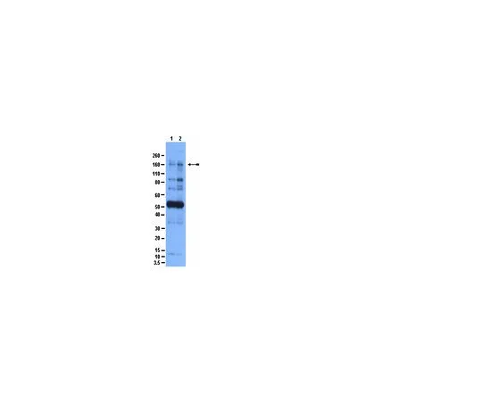 62-8389-70　［Discontinued］Anti-phospho-IRS1 (Ser636/Ser639); 200 μL　09-430