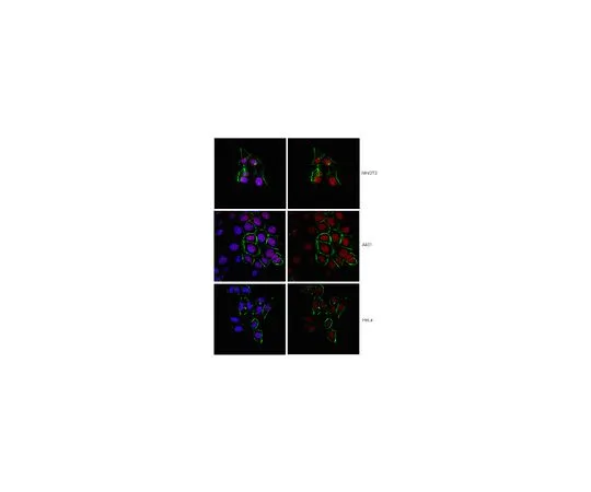 62-8460-79　［Discontinued］Anti-MLL-C; 100 μL　ABE240