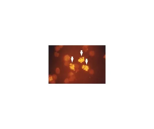 62-8383-96　［Discontinued］Anti-phospho-Histone H2B (Ser14); 200 μL　07-191