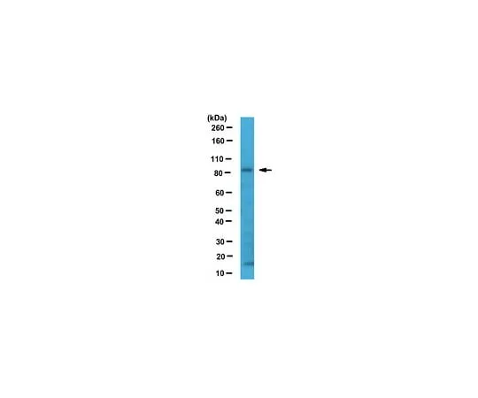 62-8458-29　［Discontinued］Anti-Sec23B Antibody Cat. No. ABC460　ABC460