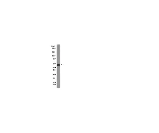 62-8493-44　［Discontinued］Anti-Syntrophin, clone 1351; 100 μg　MAB2237