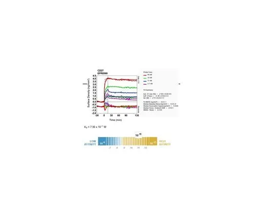 62-8512-57　［Discontinued］Anti-CD27, clone EPR8569, Rabbit Monoclonal　MABF760