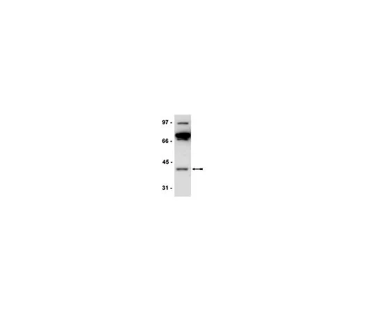 62-8385-71　［Discontinued］Anti-Necdin; 200 μg　07-565