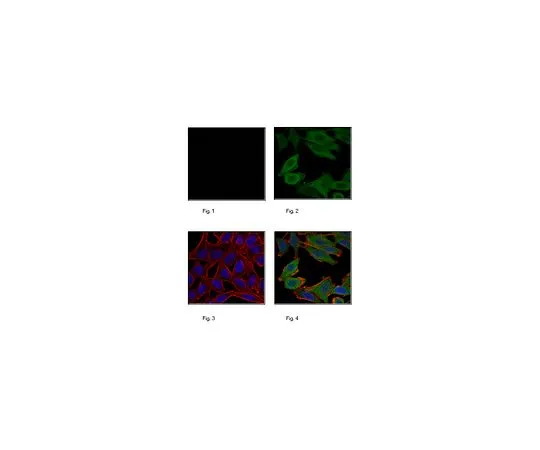 62-8506-02　［Discontinued］Anti-Puromycin, clone 4G11, Alexa Fluor (R) 488 Conjugate　MABE342-AF488