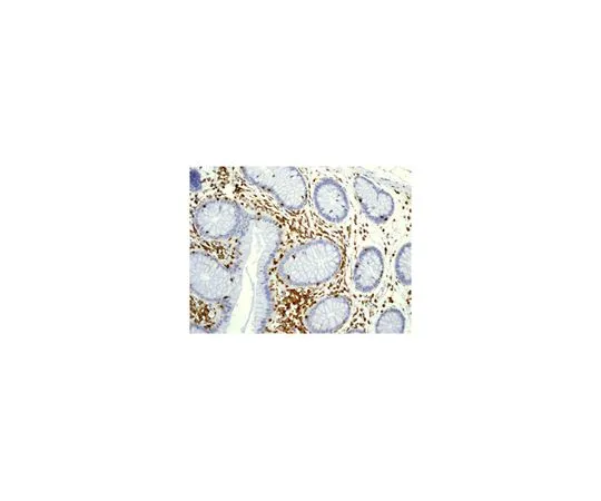 62-8523-11　［Discontinued］Anti-LSP1, clone EPR5997, Rabbit Monoclonal　MABS741