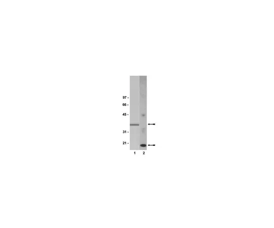 62-8372-24　［Discontinued］Anti-Caspase 3, clone 4-1-18; 100 μg　05-654