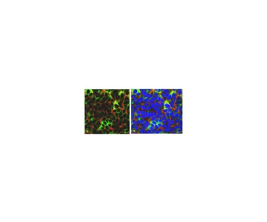 62-8504-29　［Discontinued］Anti-Novel hES cell marker EF12, clone EF12-E6　MABD72