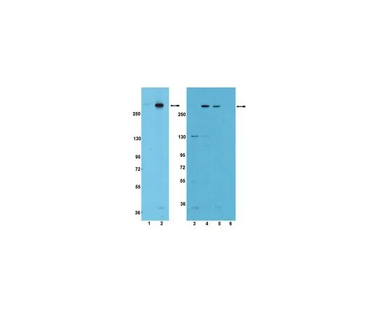 62-8389-65　［Discontinued］Anti-phospho-mTOR (Ser2481); 100 μL　09-343