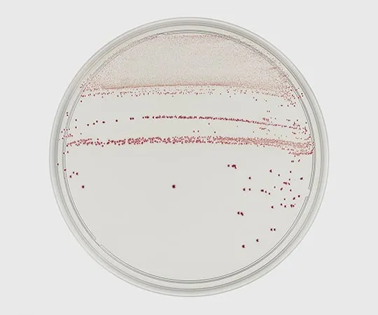 63-6526-85　BD (TM) mCCDA Clear HT Agar Medium　252794