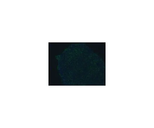 62-8496-69　［Discontinued］Anti-TRA-1-81, clone TRA-1-81, Alexa Fluor(R) 488 Conjugate; 100 μL　MAB4381A4
