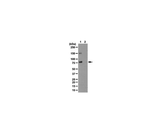 62-8387-94　［Discontinued］Anti-phospho-WAVE2 (Thr346); 100 μg　07-1513