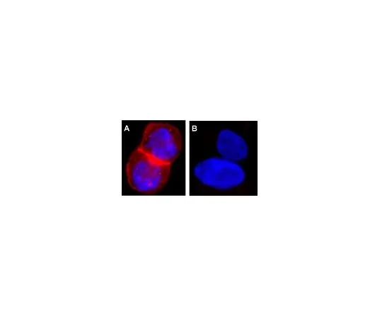 62-8392-61　［Discontinued］Anti-EGFR, neutralizing, clone LA1, Alexa Fluor(R) 555 conjugate; 125 μg　16-247