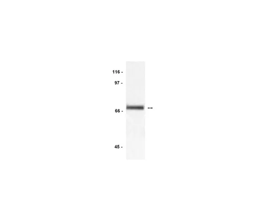 62-8371-16　［Discontinued］Anti-Syk, clone 4D10.1; 100 μg　05-434