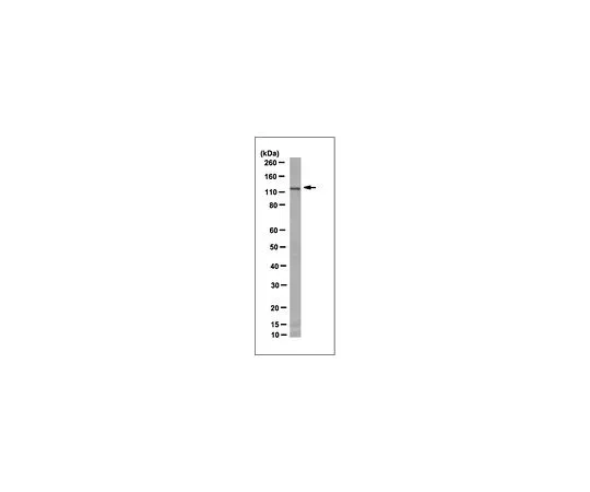 62-8519-37　［Discontinued］Anti-PCDH10, clone 4D4.2　MABN727