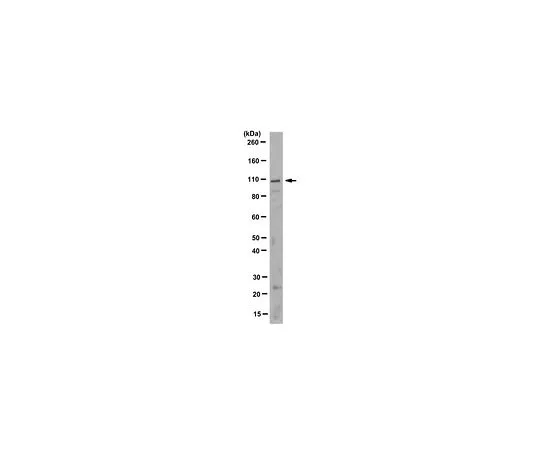 62-8525-77　［Discontinued］Anti-GPNMB/NMB, clone 3H7.2　MABT159