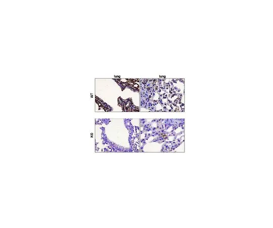 62-8504-85　［Discontinued］Anti-PARP-2, clone 4G8; 100 μg　MABE18