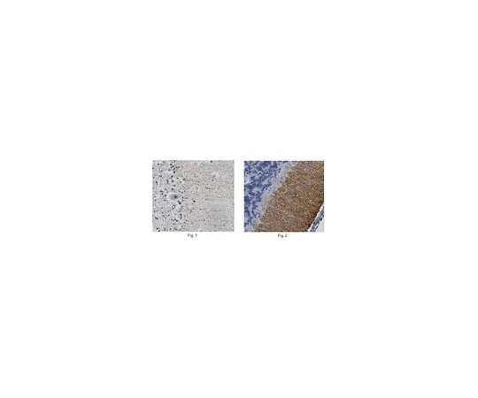 62-8468-31　［Discontinued］Anti-DGL-α　ABN1382