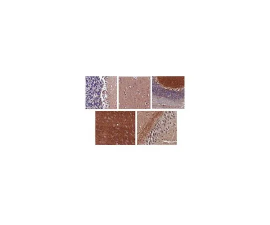 62-8521-15　［Discontinued］Anti-Ankyrin-B Antibody, clone N105/13　MABN1729