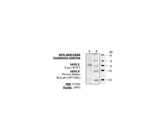 62-8391-39　［Discontinued］cRAF (RAF1)　14-352-D