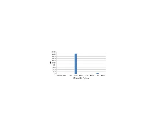 62-8507-04　［Discontinued］Anti-acetyl-Histone H3 (Lys14) Antibody, clone RM130　MABE635