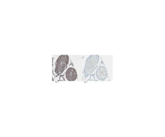 62-8460-86　［Discontinued］Anti-Nanos homolog 2　ABE252