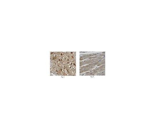 62-8466-86　［Discontinued］Anti-NDUFA1　ABN360