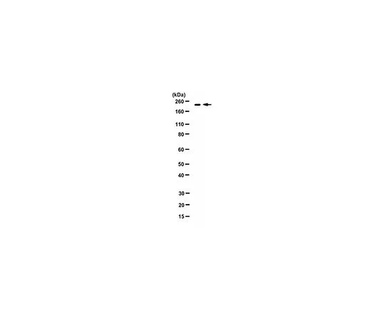 62-8471-43　［Discontinued］Anti-Ecm29 Antibody (Ab Ecm29-2)　ABS1049