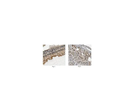 62-8525-93　［Discontinued］Anti-Optineurin, clone 6A7.1　MABT185