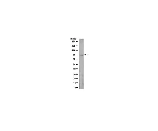 62-8524-89　［Discontinued］Anti-Acetyl-CoA Synthetase Antibody, clone 6C1.2　MABS1720