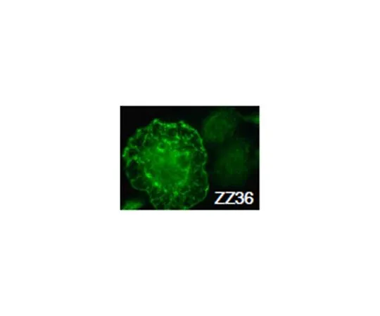 62-8526-24　［Discontinued］Anti-WASF2/WAVE-2, clone ZZ36-12　MABT334
