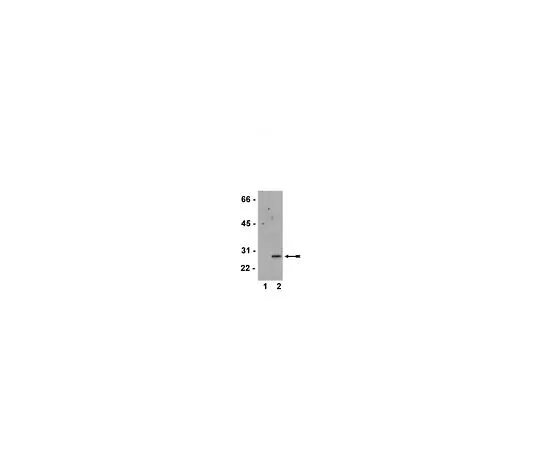 62-8386-08　［Discontinued］Anti-phospho-HSP27 (Ser82); 200 μg　07-646