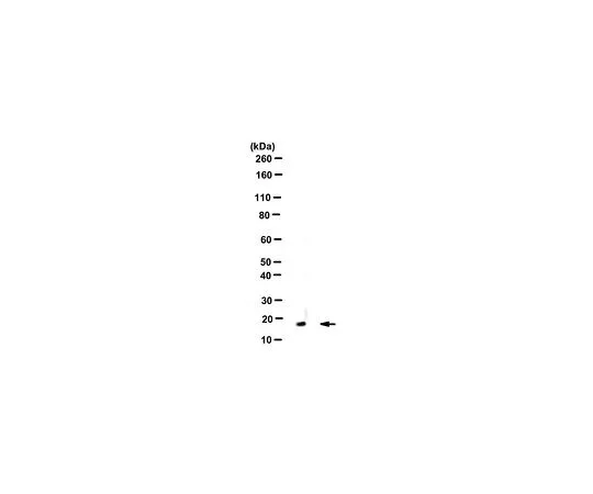 62-8507-69　［Discontinued］Anti-phospho-Histone H3.3 (Ser31) Antibody, clone 1A8G10　MABE943
