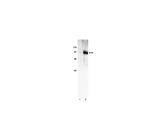 62-8382-47　［Discontinued］Anti-phospho-FKHRL1 (Ser253); 100 μL　06-953