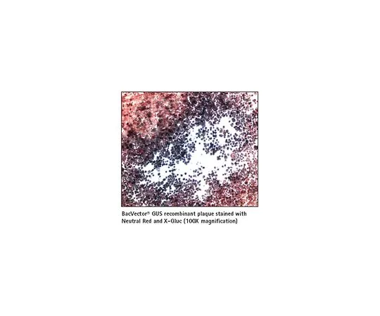 62-8401-38　［Discontinued］X-Gluc Solution　70036-3