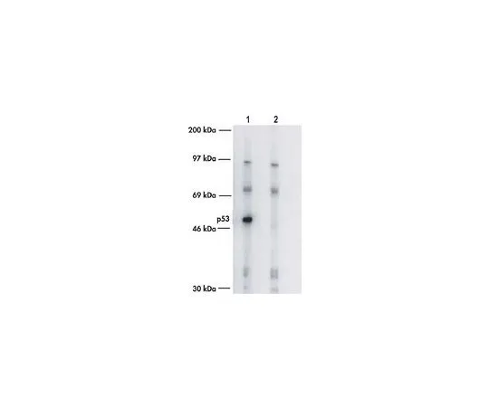62-8529-57　［Discontinued］Anti-p53 (Ab-7) (Pantropic) Sheep pAb　PC35-1EA