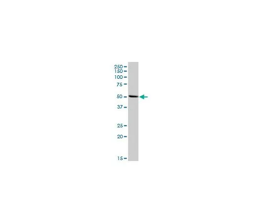 62-8528-47　［Discontinued］Anti-INHBA Rabbit pAb　NE1042-100UG