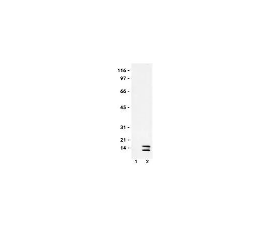62-8422-48　［Discontinued］Anti-Histone H4, Acetylated (2-19) Rabbit pAb　382160-50UG