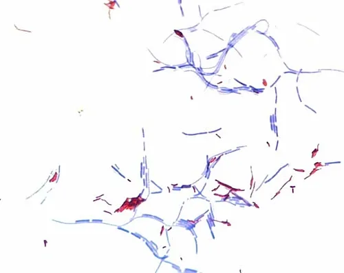 61-0297-13　［Discontinued］New Fuchsin (C.I. 42520) for Microscope Certistain 105226 100G　1.05226.0100