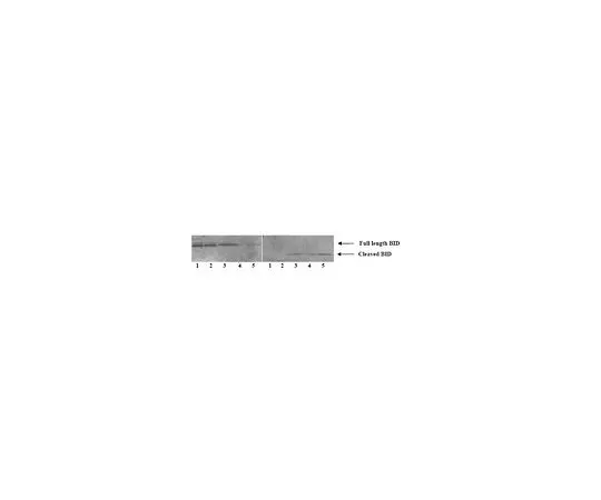 62-8530-01　［Discontinued］Anti-Cleaved Bid (Ab-1) Rabbit pAb　PC645-10T